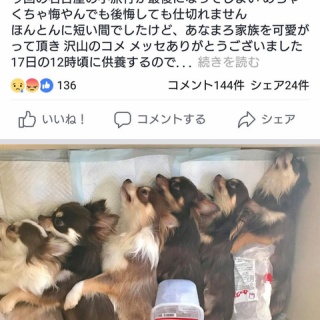 『【悲報】女さん  犬6頭を蒸してSNSにアップ』の画像