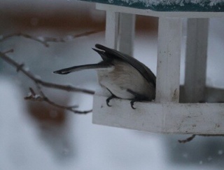 【初冬の庭】あの彩りを忘れさせる白！と賑やかな朝♪