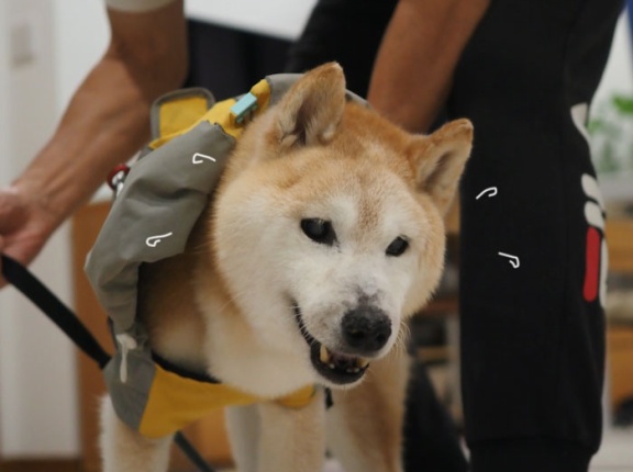 雨でも行かねばならぬシニア犬！