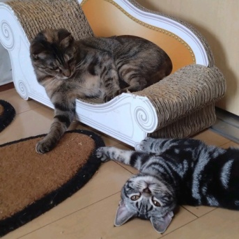 実物のﾈｺﾁｬﾝたちセカンド266