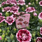 ACTIS FLOWER＆GARDEN GREEN　　プチ*フルール
