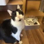 ねころぐ ～にゃんだかんだ幸せ猫多頭飼いの日々～