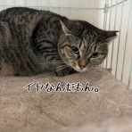 猫とお酒と日々のこと