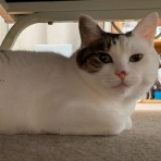 ゆずの本箱