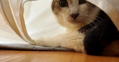 小鬼のいぬ間の洗濯