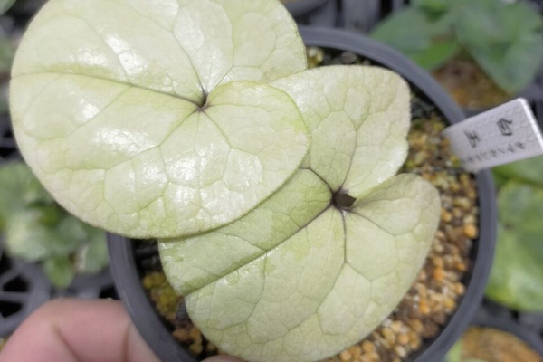 カンアオイに魅せられて！！ - 2021年07月