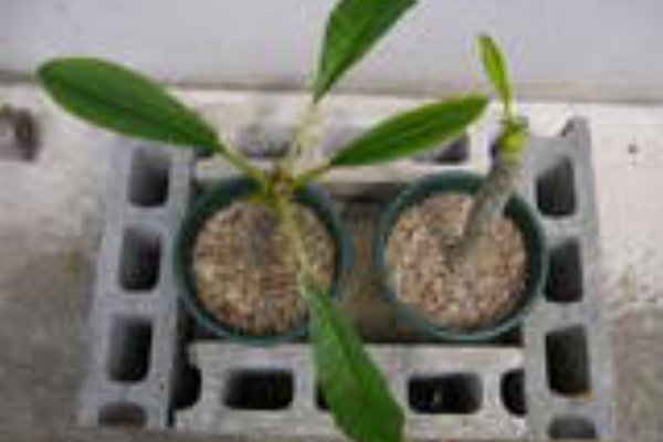 Time To Feed プルメリア栽培日記