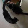 【ポチクロ猫日記】一歩進んで一歩下がる・スタバの黒猫グッズ