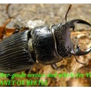 〇アエグス ヤンソン＼(^o^)／