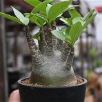 多肉屋　たなか