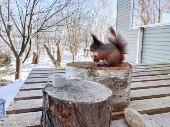 立派なドロボー