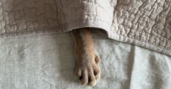 わか坊の罠