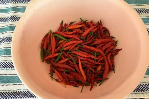 21年 唐辛子の収穫 サクラメントの櫻弁当その2