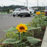 『ひだまり、ヒマワリ。』の画像