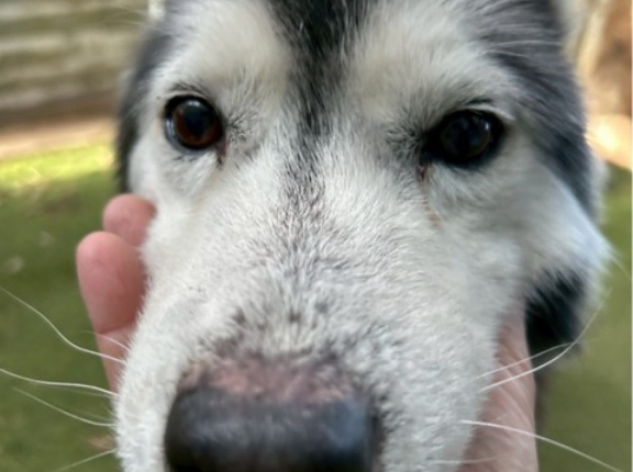 哀しいハスキーの女の子、、、💧😰💧