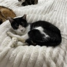 耳ペタ