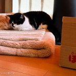 馬とニャンコと男と女