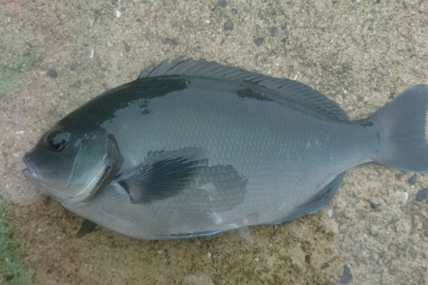 猪丸の釣りとその他諸々 グレ メジナ