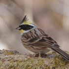 『投稿：BORG89EDによる野鳥５態～ミヤマホオジロ・カシラダカ・マヒワ・アトリ　2022/02/18』の画像