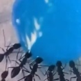 みんなで順番に仲良くチューチュー。水色の砂糖の液体を飲むアリたち。海外の反応