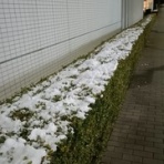 成城大学漕艇部