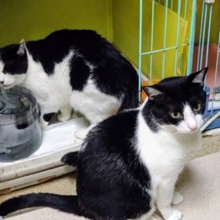 公園のネコたち