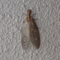 ヘビトンボProtohermes grandis (Thunberg, 1781)