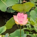 仏は蓮の花の上に…