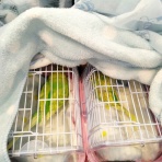 PBFDそらちゃんと☆あむしろインコ日記☆