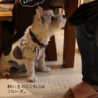 たかシェフのおうちごはん。と、白い犬。と、チワワ。