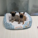 今日のワンちゃん紹介🐕