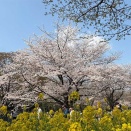 散歩途中で気づいたの。そういえば、駅前まで行ったら埼玉行田のあの納豆が買えるんじゃなかったっけ？今年で創業150年を迎えるひしや納豆製造所の納豆が！
