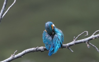 『投稿：BORG71FLによるカワセミ＆メジロ　2024/05/30』の画像