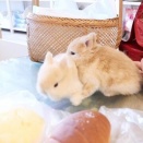 こんがり良い色