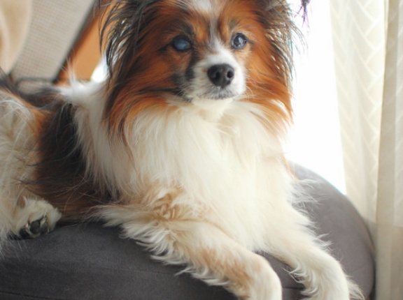 認知症が本気を出してきた？