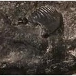 【鹿児島】8000万年前の新種哺乳類の化石発見！！