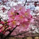 本日の公園の桜