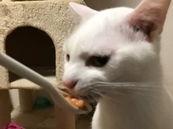 ウチューネコへの心残り　20260313