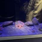 『2025/3/14　サンシャイン水族館＠池袋』の画像