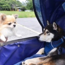 この車検で最後かな