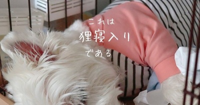 白犬の抵抗