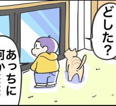 我が家の猫達の警戒心が強まっているようです