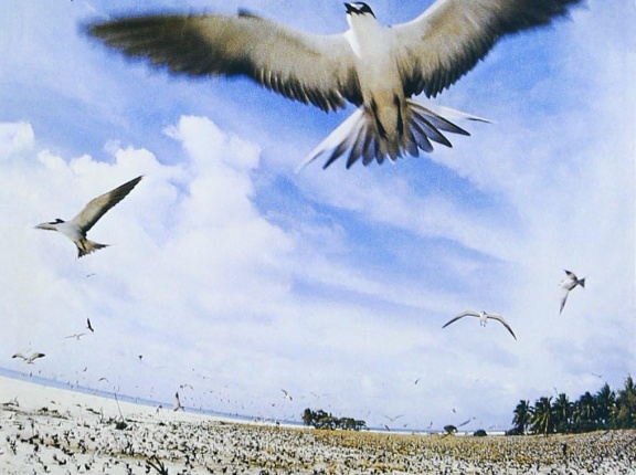 ■ SEYCHELLES ／ 高中正義