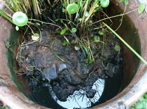 悪臭を発する崩壊した巨大壺ビオトープをリセット 庭池日記