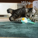 猫とお酒と日々のこと