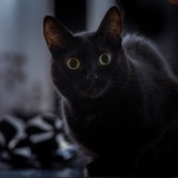 【幸運/不運】世界に伝わる不思議な迷信10選