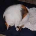 猫に小判を与えたら。 埋蔵金:千八百伍拾両 奥義 ☆ 喚戸解放。