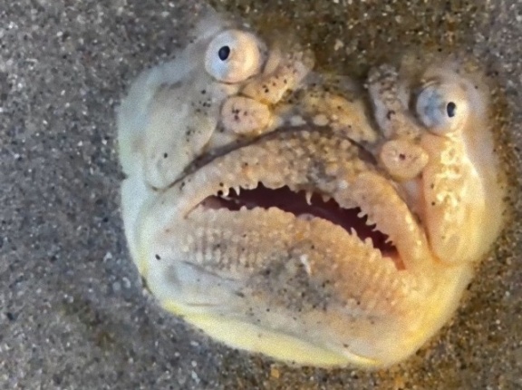 SFじゃなくてホラーかな「星を見つめるもの」の名を持つ魚がシンガポールで激写されていた