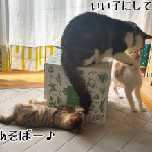 猫とお酒と日々のこと - シュウ様 Powered by ライブドアブログ