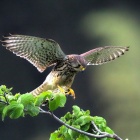 『投稿：初夏の鳥たち【追記】　2025/07/19』の画像